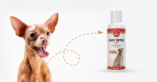 Heartwarming Story – A Street Dog’s Transformation With Duguz Detox