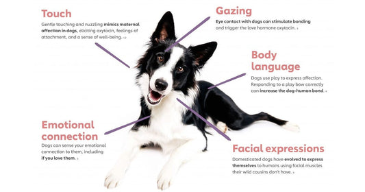 The Psychology of Dogs – How They Sense Your Emotions