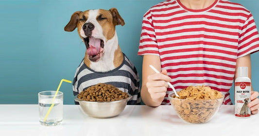 5 Fun Experiments to Try With Your Dog’s Food (Viral Content Ideas)