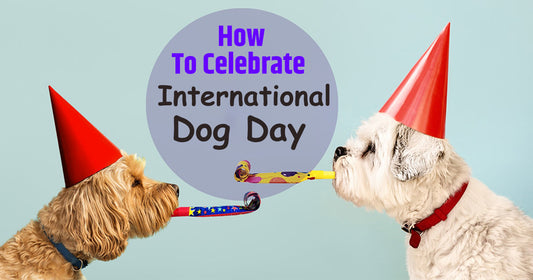 How to Celebrate International Dog Day With a Wellness Twist