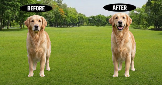 Before & After – Real Stories of Dogs Who Tried Duguz Daily Detox
