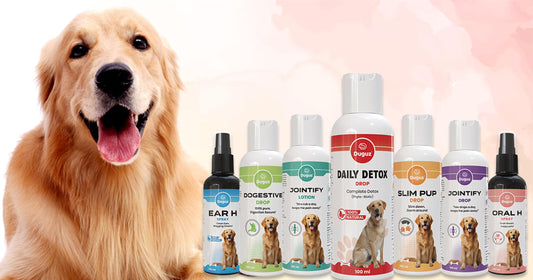 Can Supplements Extend Your Dog’s Lifespan?