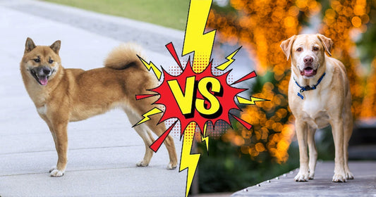 Why Rural Dogs Live Longer Than Urban Dogs