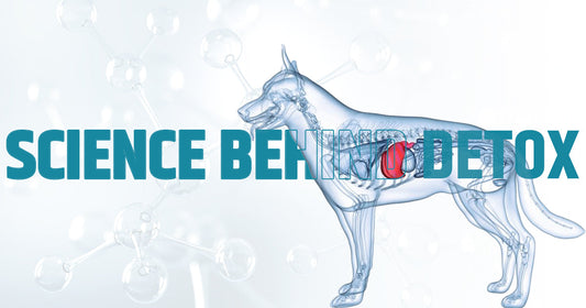 Science Behind Detox – What Happens Inside Your Dog’s Liver
