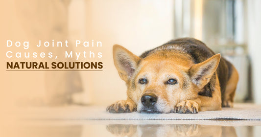Dog Joint Pain – Causes, Myths & Natural Solutions