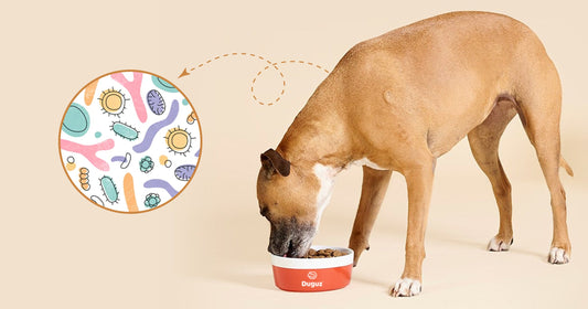 Why Gut Health Is the Key to Your Dog’s Happiness