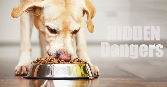 The Hidden Dangers of Processed Dog Food & How to Fix Them
