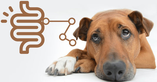 Dog Anxiety & Gut Health Connection