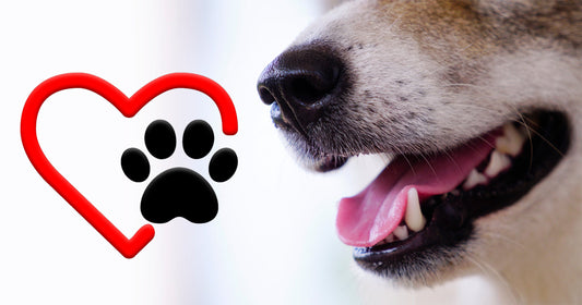 Why Your Dog’s Mouth Health Affects Its Heart