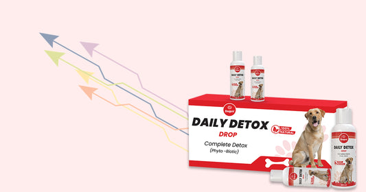 Daily Detox for Dogs – Trend or Necessity?