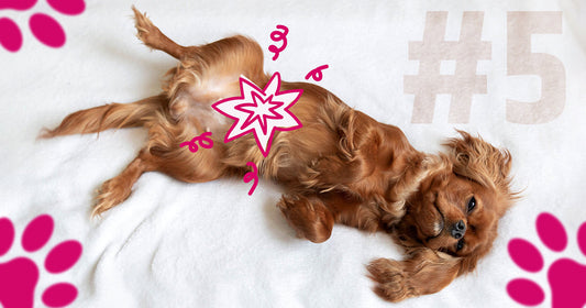 Did You Know? 60% of Dogs Face Gut Issues by Age 5