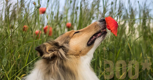 Fun Fact – Dogs Have 300 Million Smell Receptors
