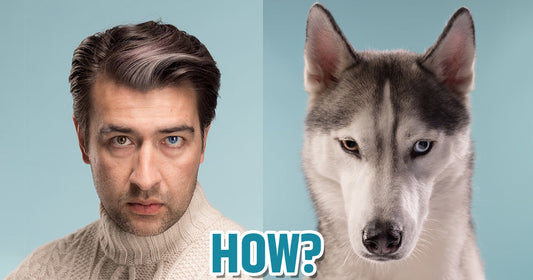 Surprising Similarities Between Human & Dog Nutrition