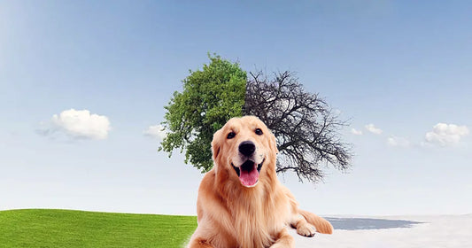 How Seasonal Changes Affect Dog Health (And What You Can Do)