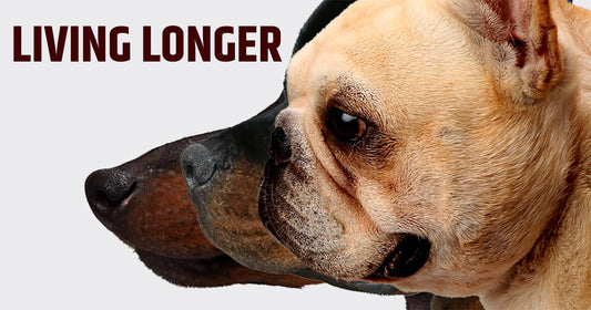 Are Dogs Living Longer Today Than 50 Years Ago?