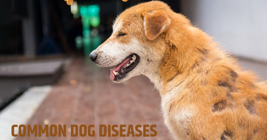 Most Common Dog Diseases by Breed (And How to Prevent Them)