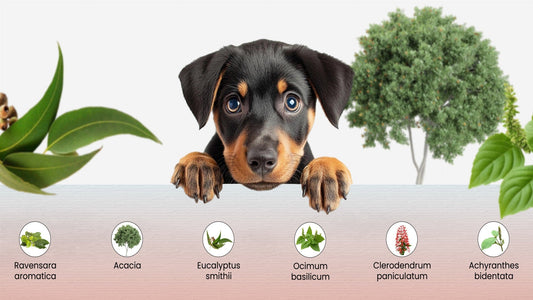 The Economics of Pet Healthcare – Why Prevention Saves Money