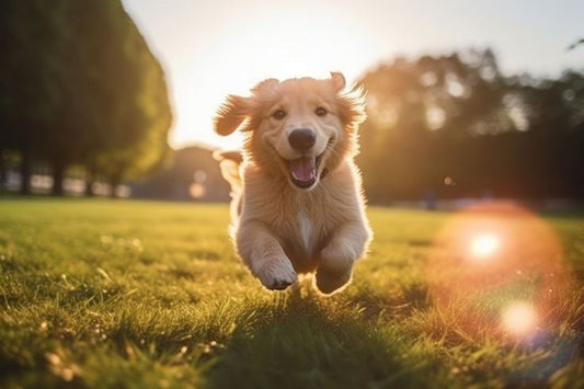 Why Gut Health Is the Key to Your Dog’s Happiness