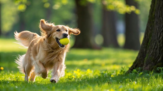 Dog Joint Pain – Causes, Myths & Natural Solutions
