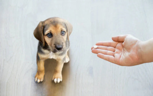 How Often Should You Deworm Your Dog?