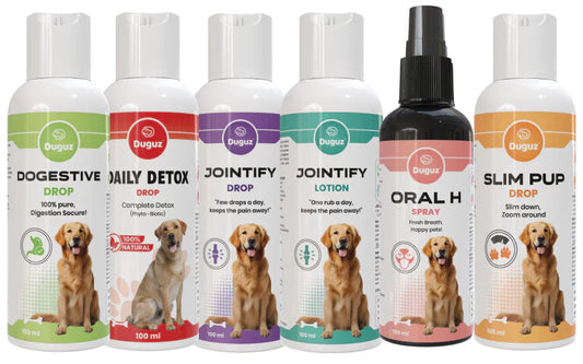 Essential Medicines Every Dog Owner Should Have