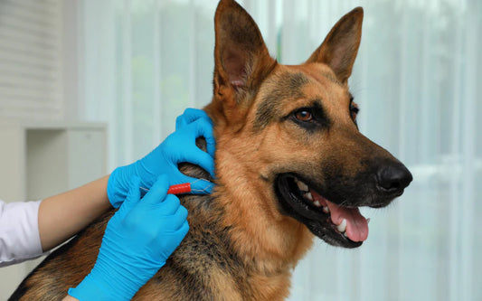 How to Protect Your Dog from Ticks and Fleas Year-Round