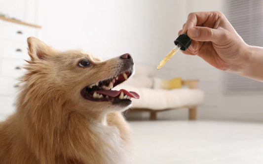 Natural vs. Medical Dog Supplements – What’s Right?