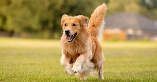 The Hidden Dangers of Processed Dog Food