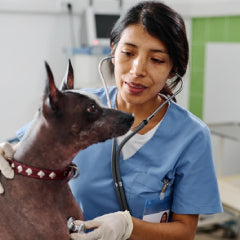 Dr. Priya Mehta